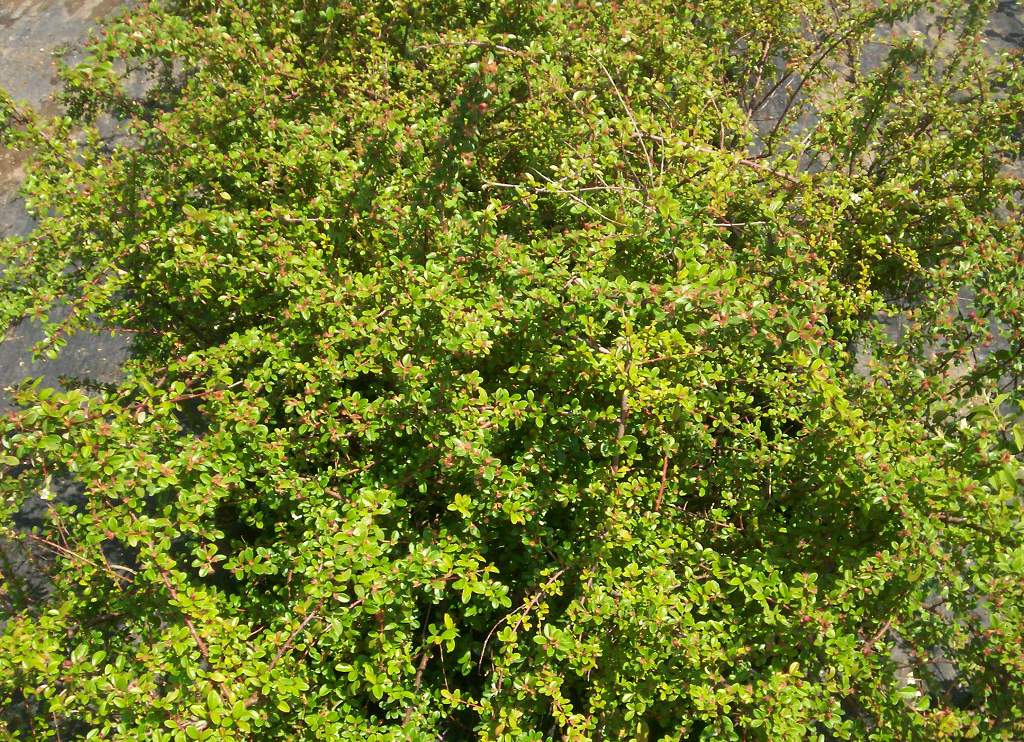 Cotoneaster horizontalis