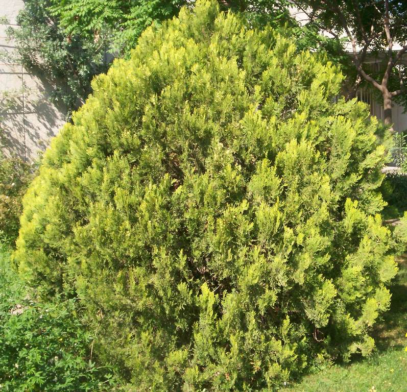 Thuja orientalis