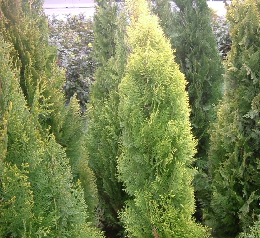 Thuja orientalis 'pyramidalis aurea'