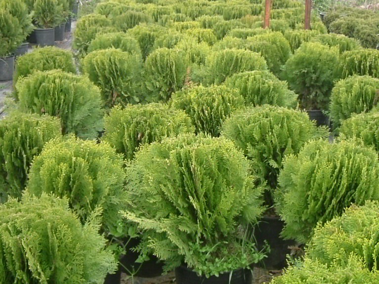 Thuja orientalis 'compacta nana'