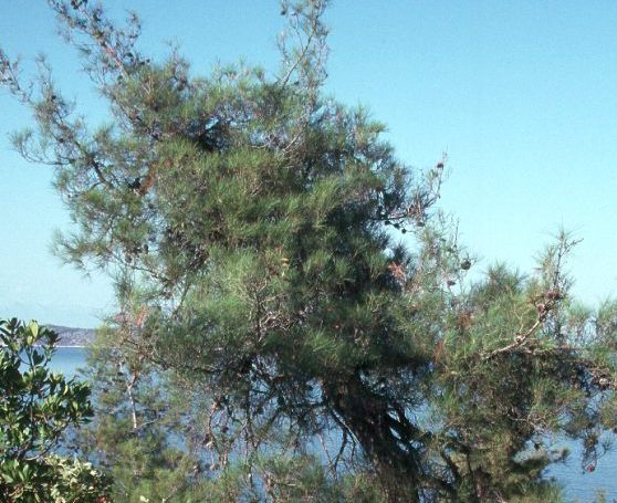 Pinus brutia
