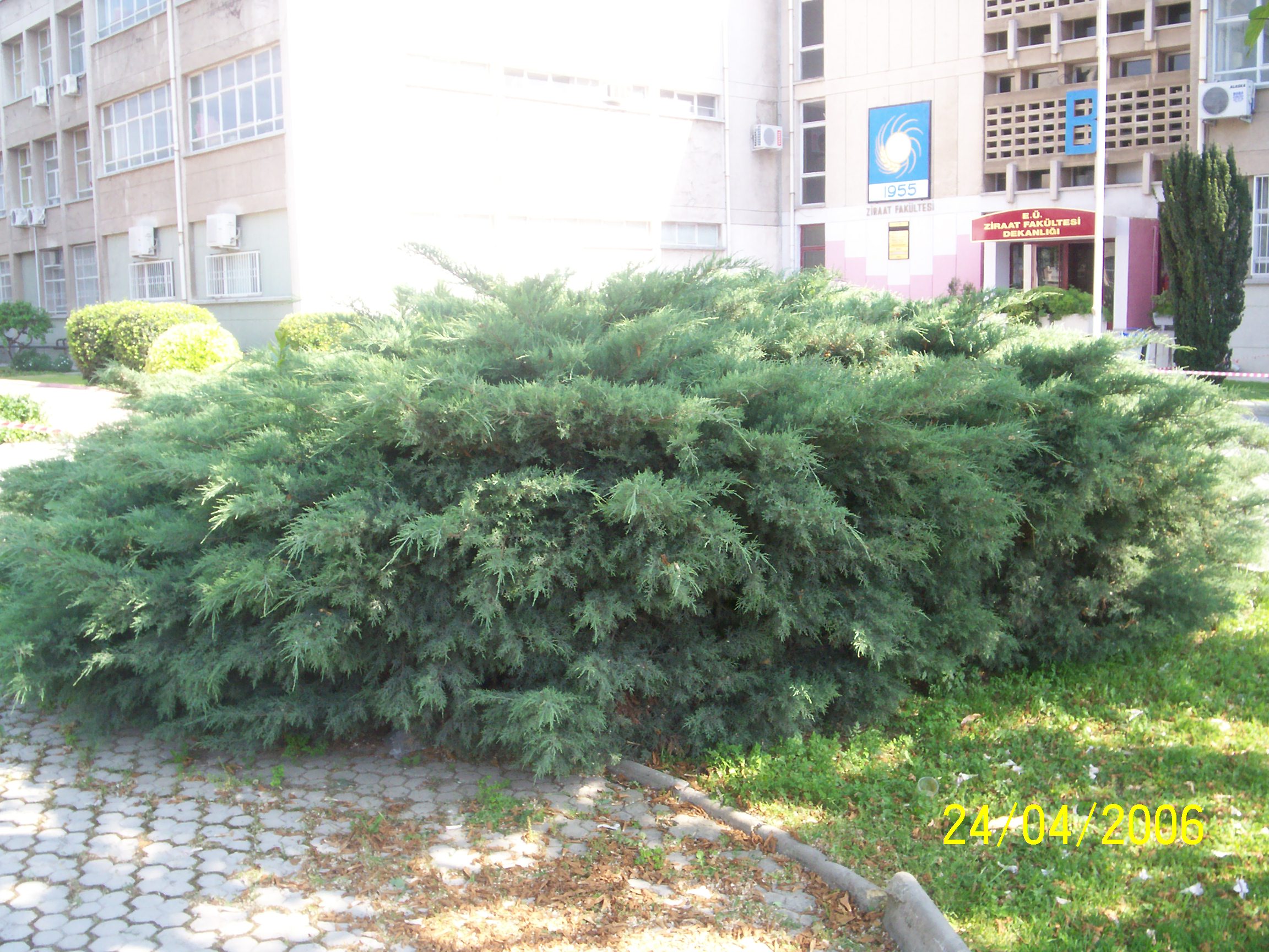 Juniperus sabina