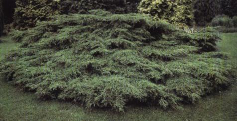 Juniperus pfitzeriana 'glauca'