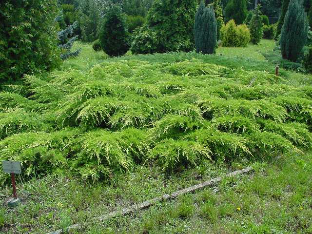Juniperus pfitzeriana 'aurea'