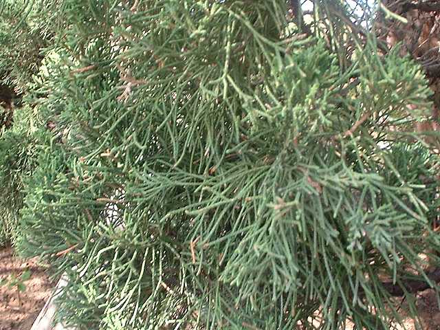 Juniperus chinensis