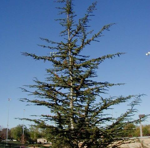 Cedrus libani