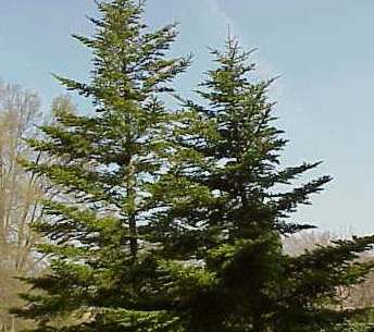 Cedrus atlantica