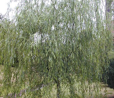 Salix babylonica