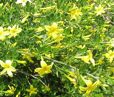 Jasminum fruticans