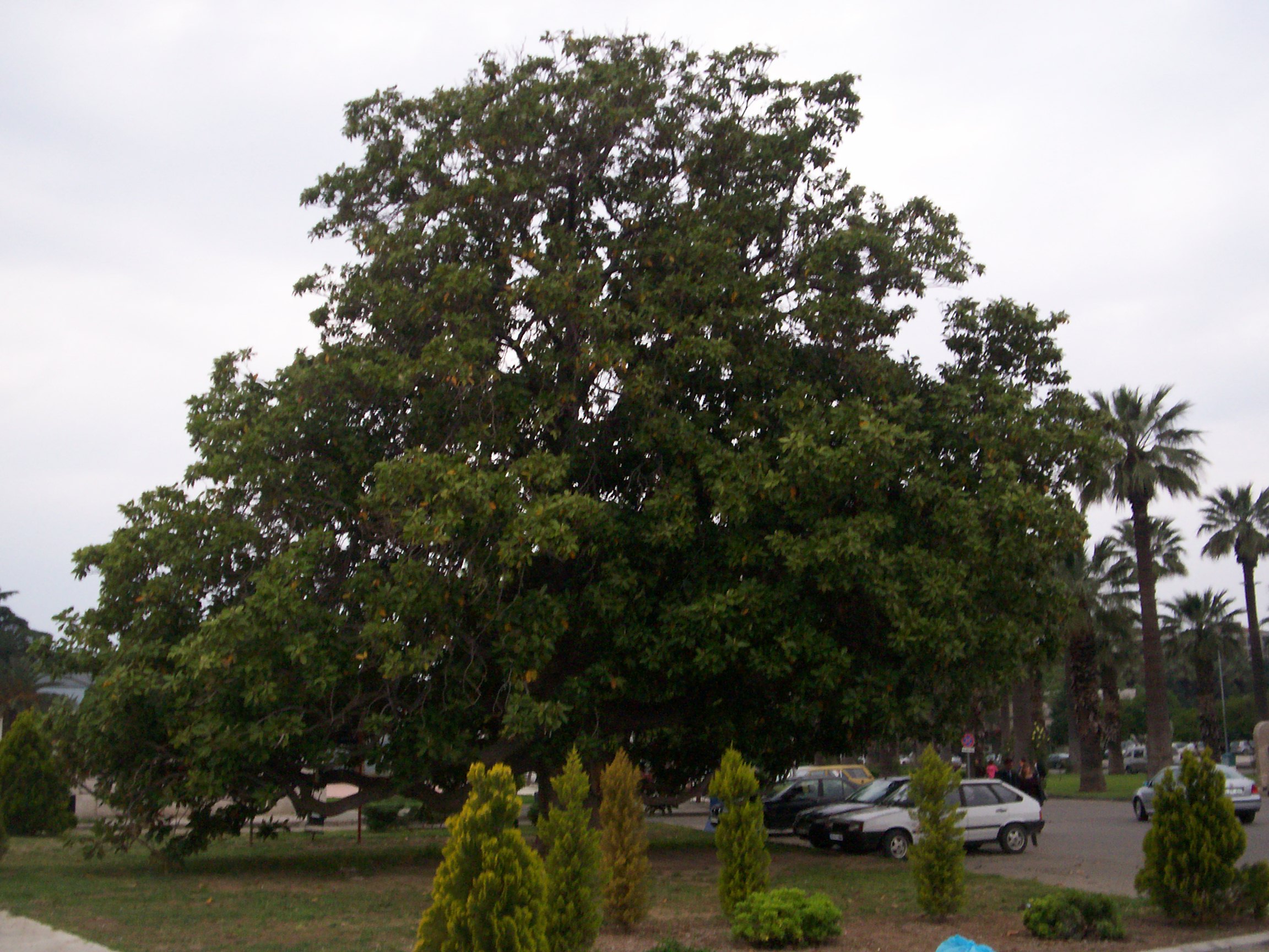 Magnolia grandiflora