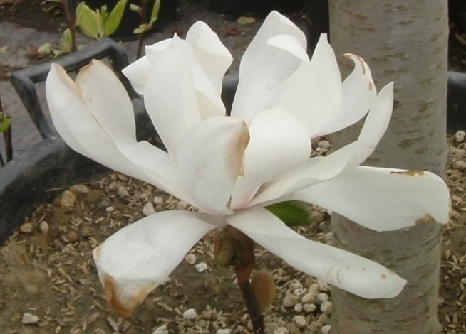 Magnolia stellata