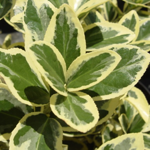 Euonymus japonica 'argenteo'