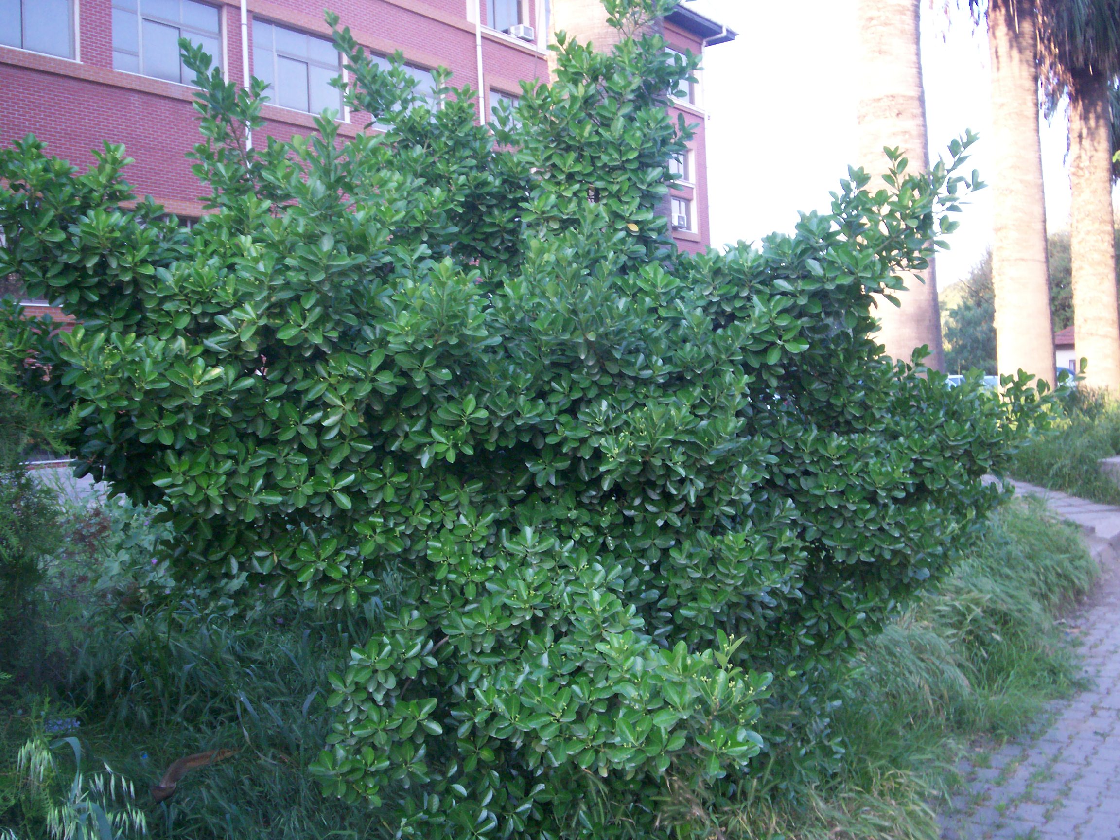 Euonymus japonica