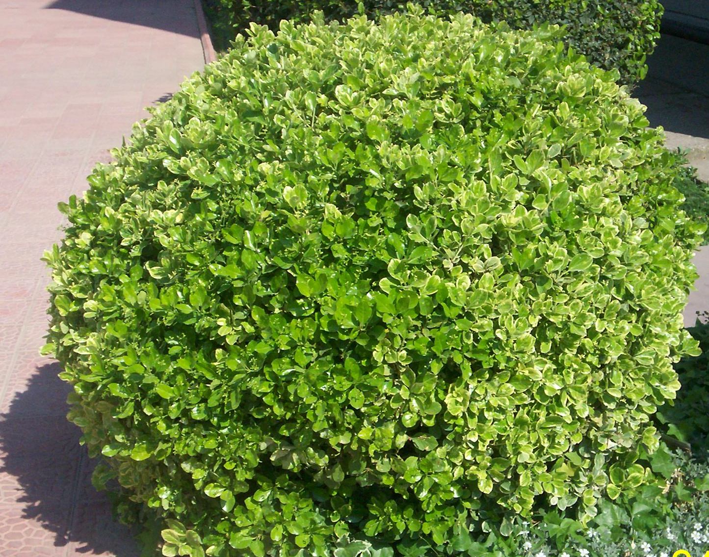 Euonymus japonica 'variegata aurea'