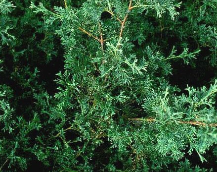 Chamaecyparis lawsoniana 'glauca'