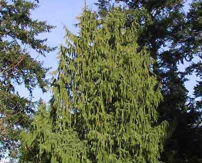 Chamaecyparis nootkatensis