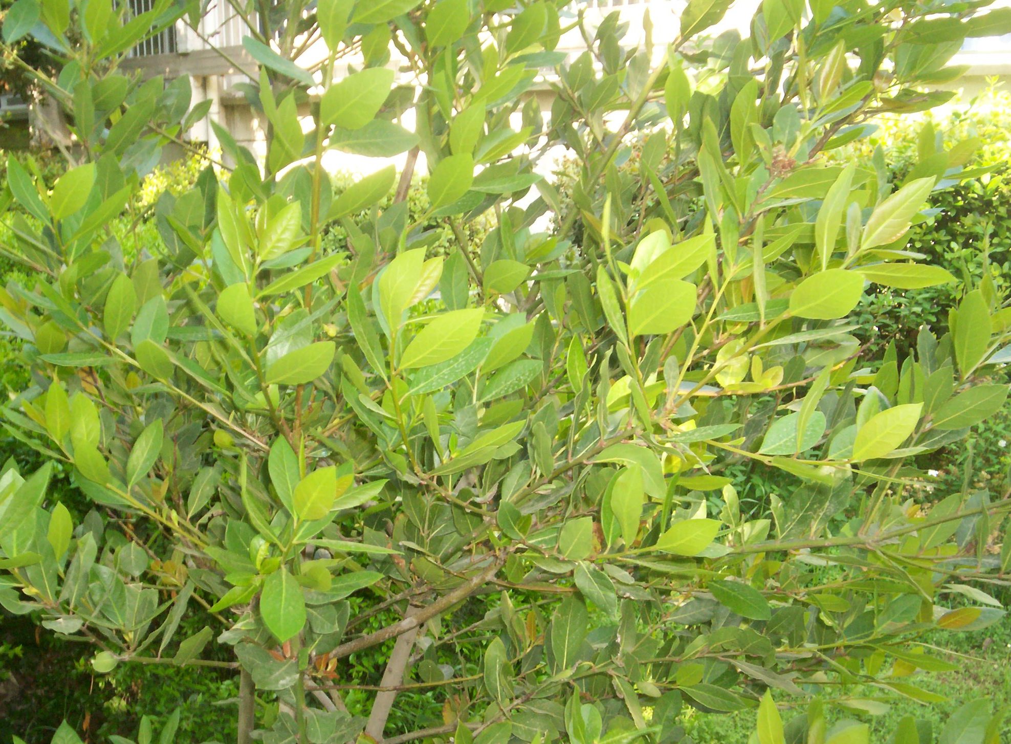 Laurus nobilis