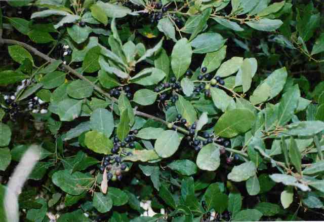 Laurus canariensis