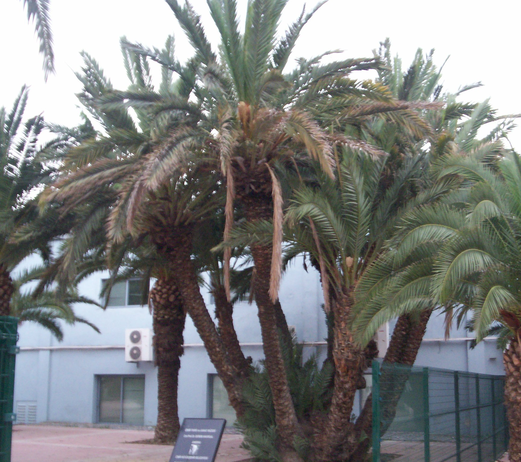 Phoenix dactylifera