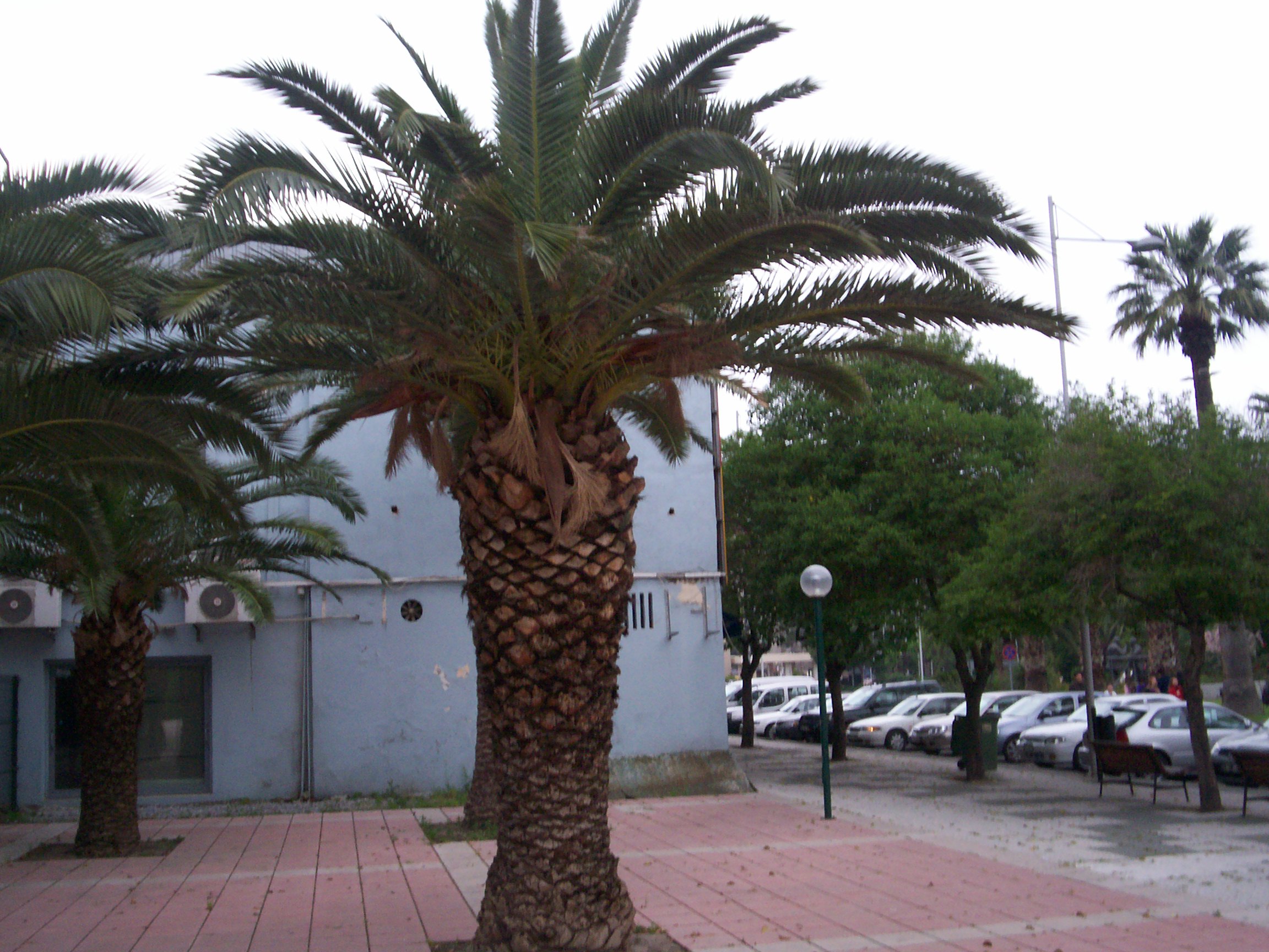 Phoenix canariensis