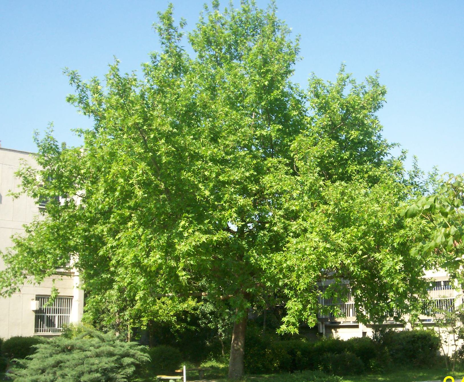 Platanus orientalis