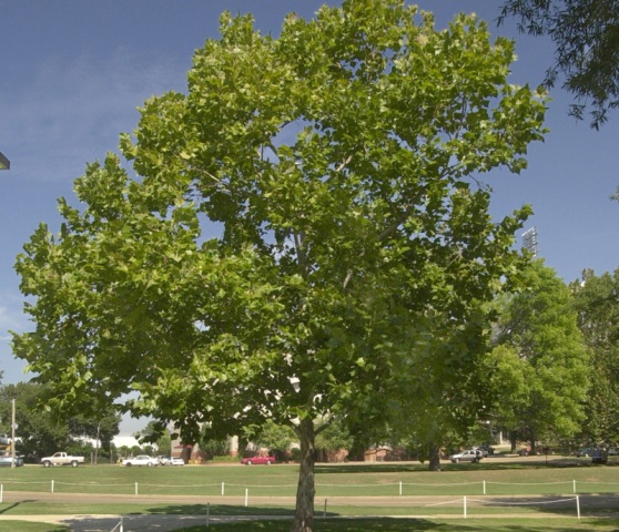 Platanus occidentalis