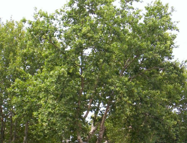 Platanus acerifolia
