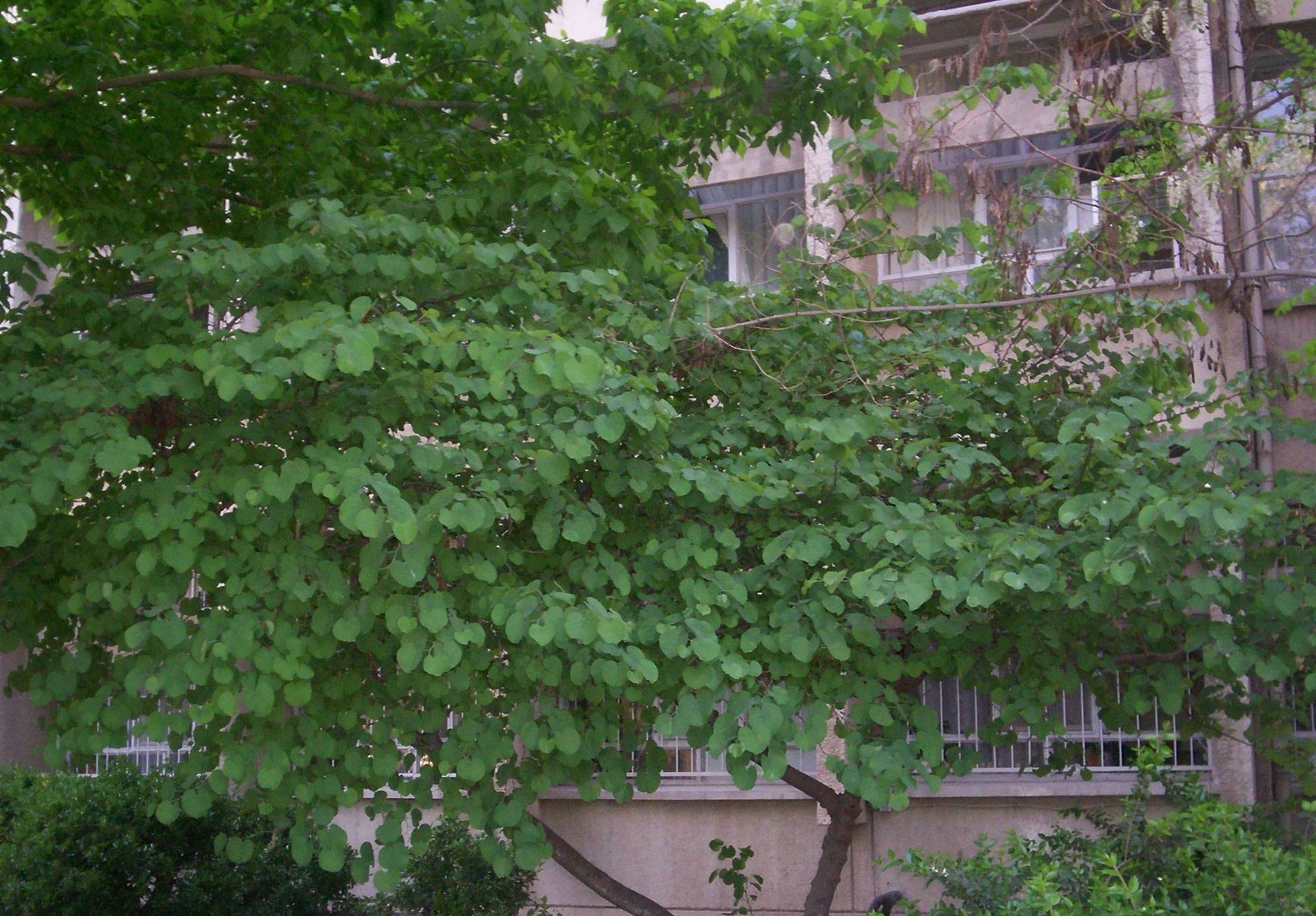 Cercis siliquastrum