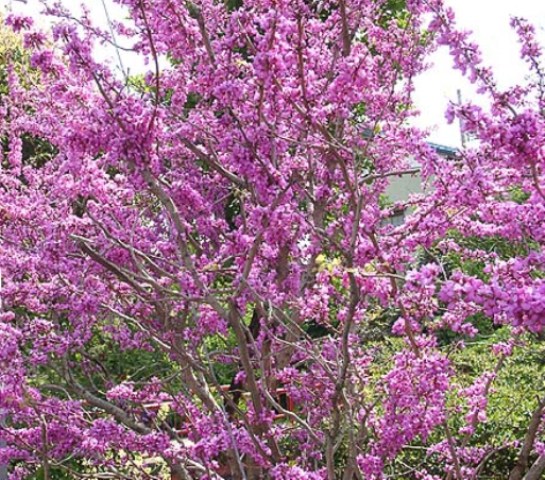 Cercis chinensis