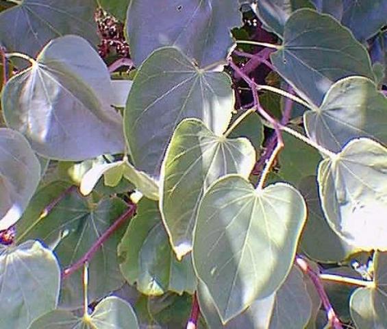 Cercis canadensis