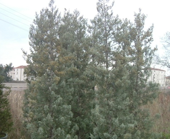 Cupressus arizonica 'glauca'