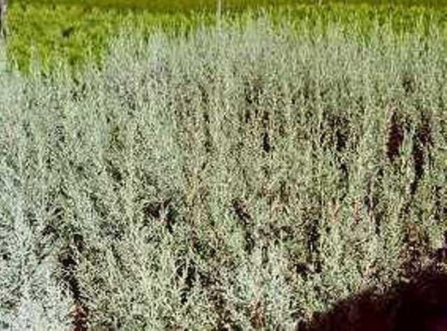 Cupressus arizonica 'fastigiata'