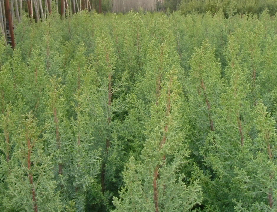 Cupressus arizonica 'fastigiata aurea'