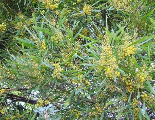Acacia retinoides