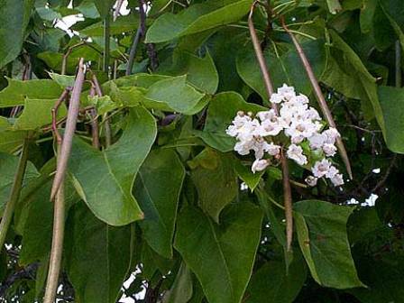 Catalpa bignonioides