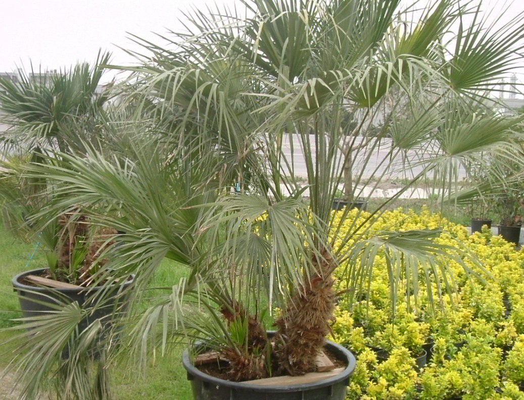 Chamaerops humilis