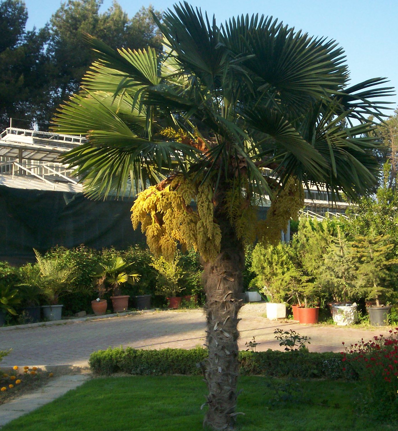 Chamaerops excelsa