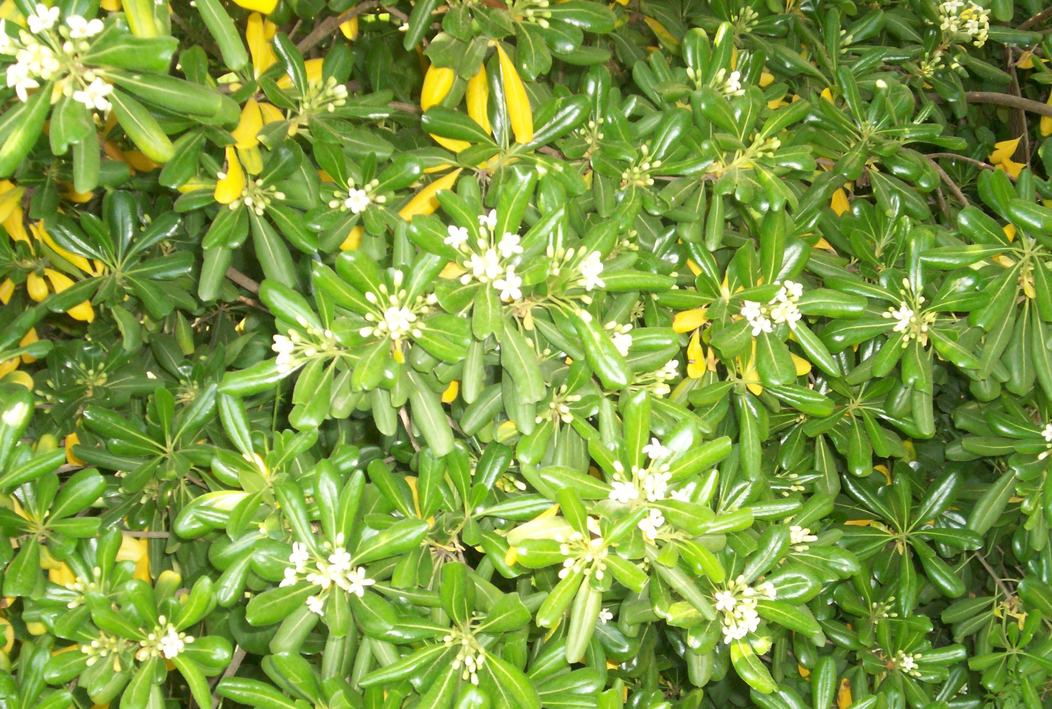 Pittosporum tobira