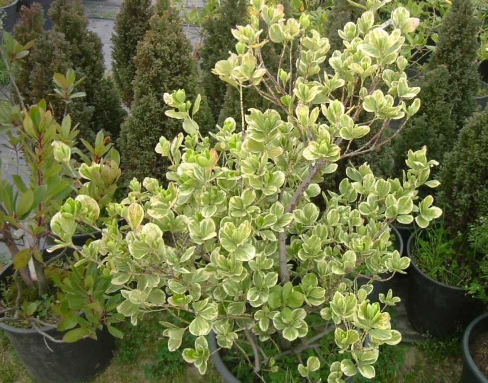 Pittosporum tobira 'Variegata'