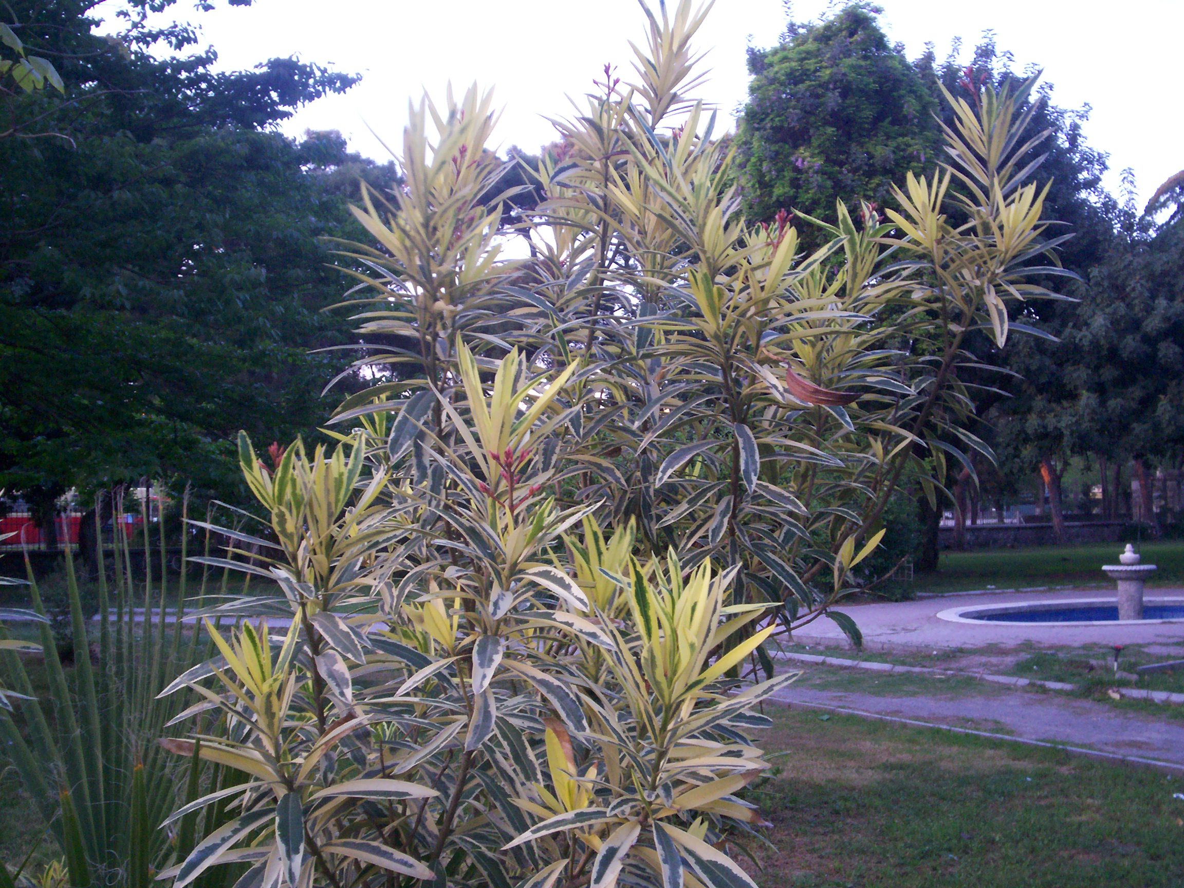 Nerium oleander 'Aurea'