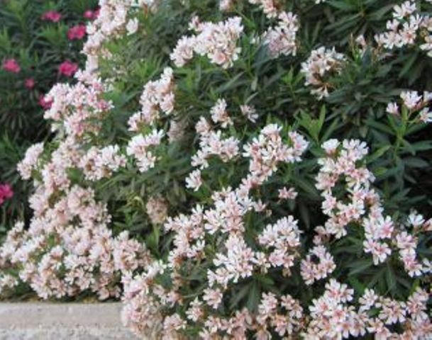 Nerium oleander 'Album maximum'