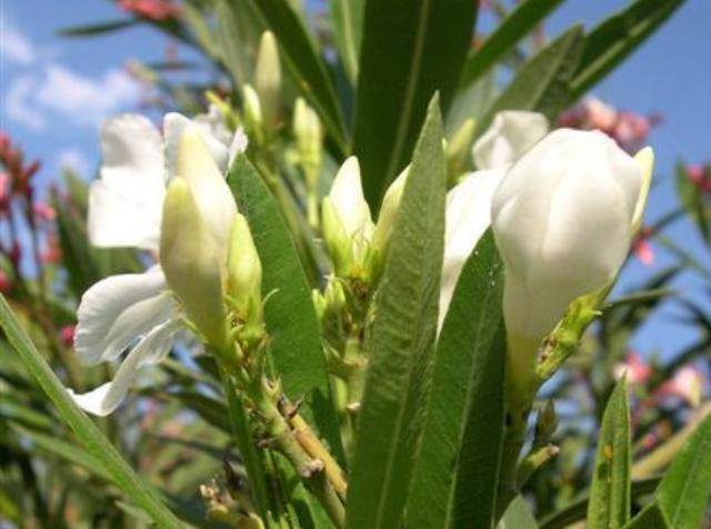 Nerium oleander 'Album grandiflorum'