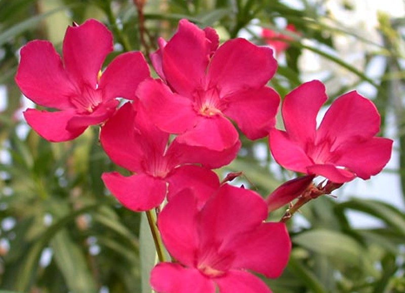 Nerium oleander 'agnes darac'