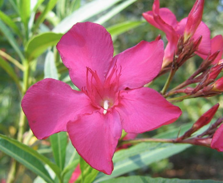Nerium oleander 'clande blac'