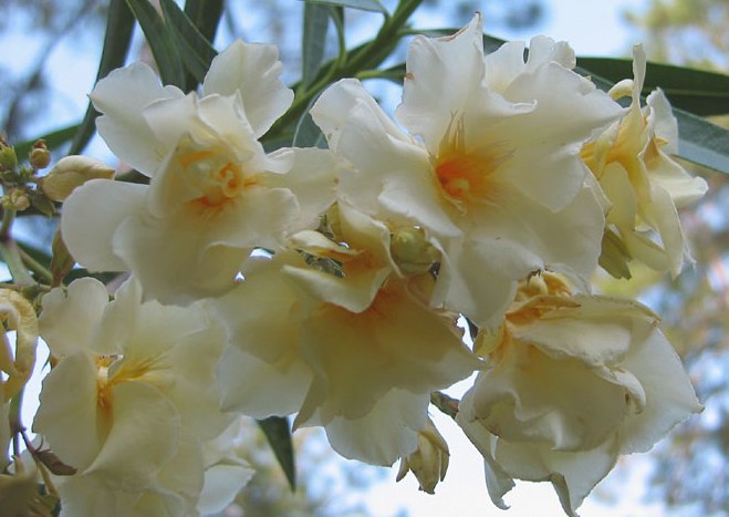 Nerium oleander 'luteum plenum'