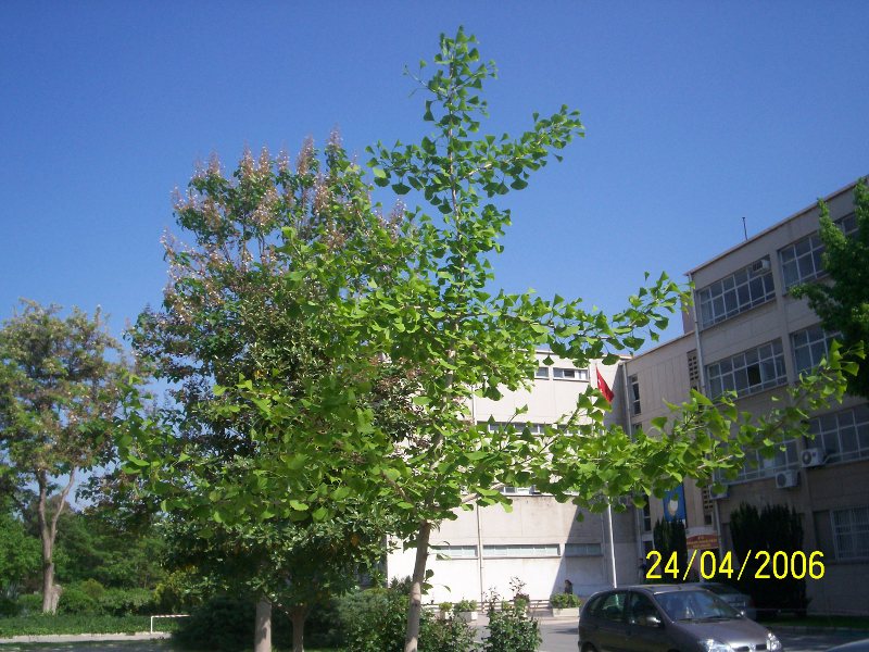 Ginkgo biloba