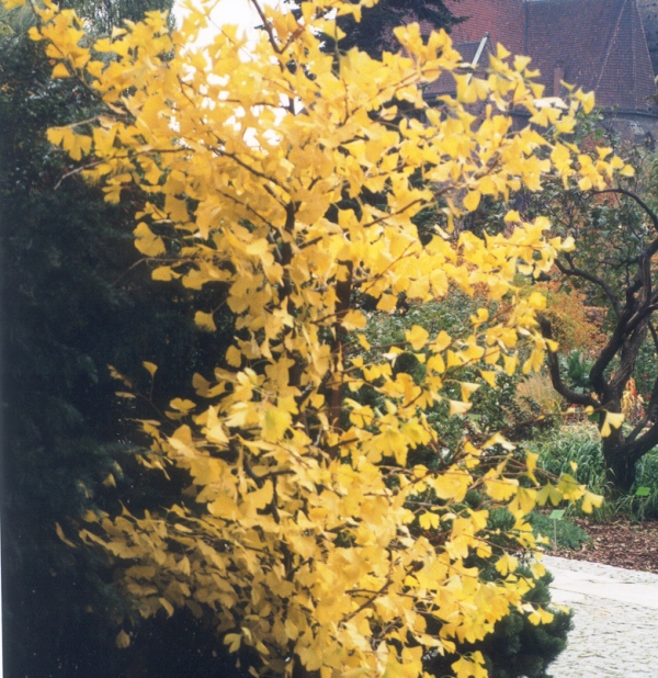 Ginkgo biloba 'fastigiata'