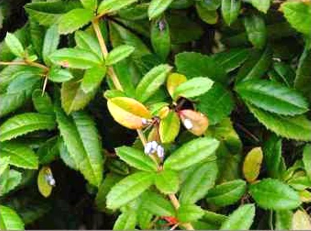 Berberis weitchii