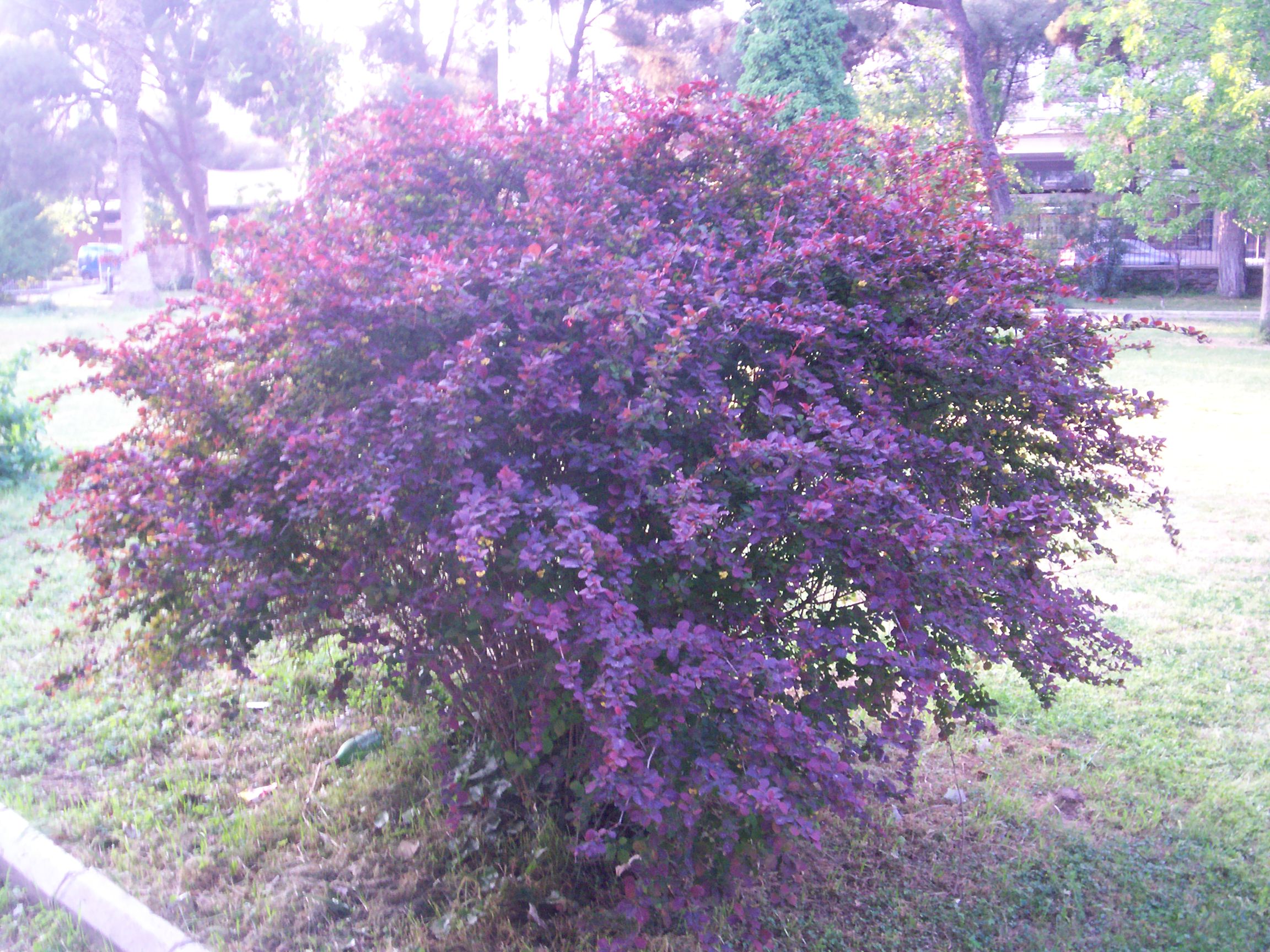 Berberis thunbergii 'atropurpurea'