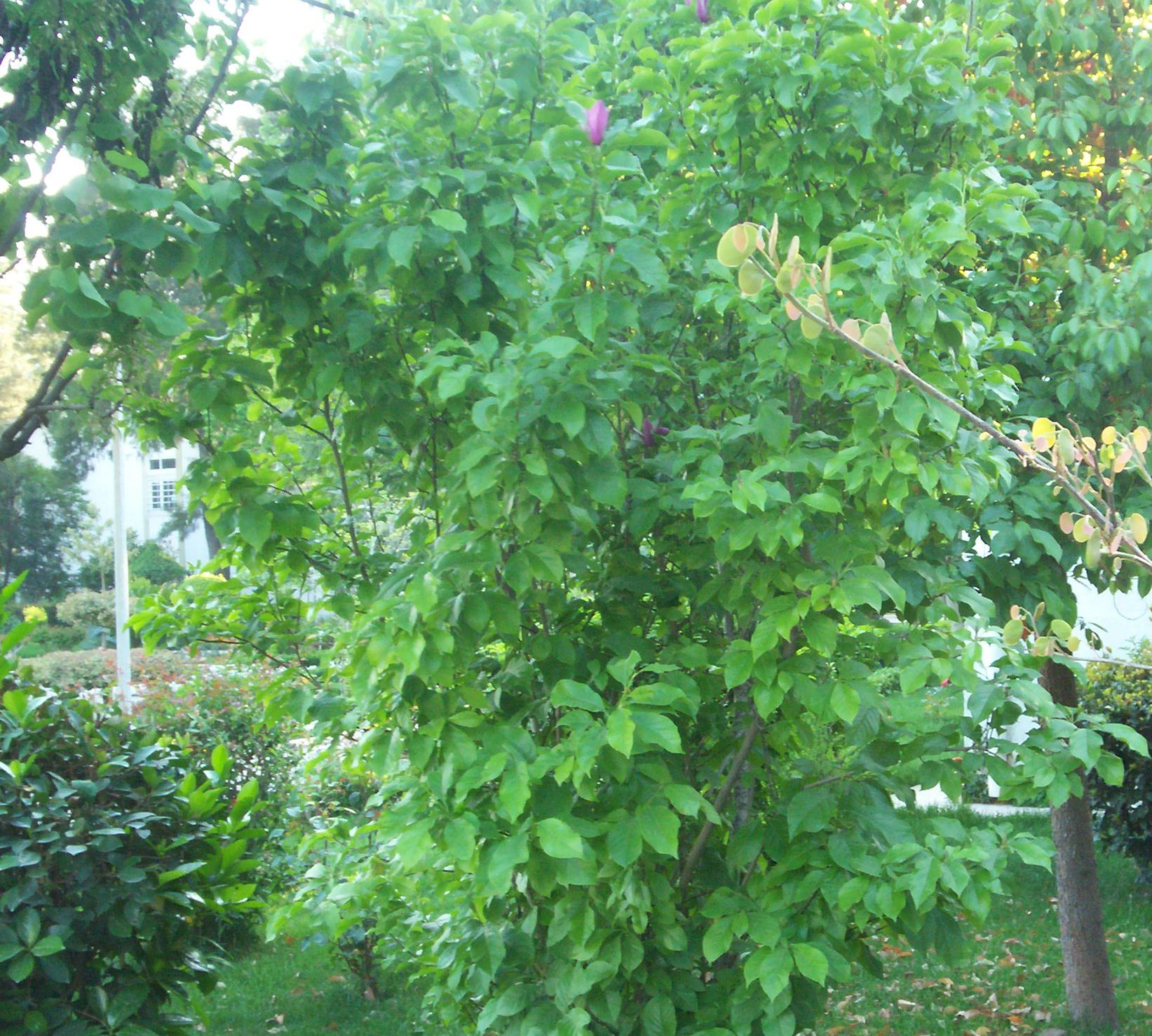 Magnolia soulangeana